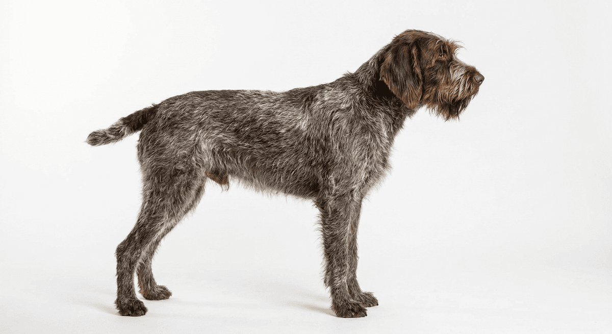 波希米亞硬毛指示格里芬犬(Bohemian Wire-haired Pointing Griffon)