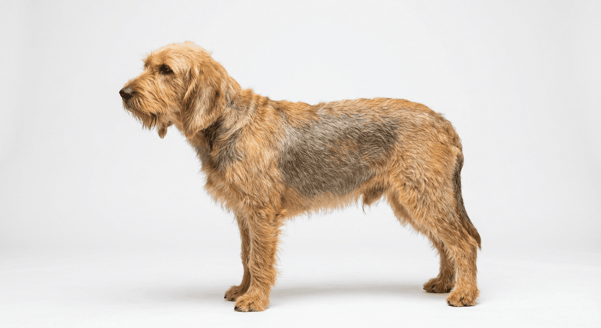 波士尼亞粗毛獵犬(巴拉克)(Bosnian Broken-haired Hound - Called Barak)