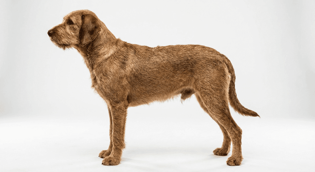 施蒂利亞粗毛獵犬(Coarse-haired Styrian Hound)