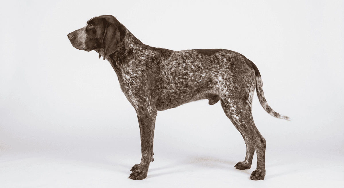 法國指示犬(加斯科涅型)(French Pointing Dog - Gascogne Type)