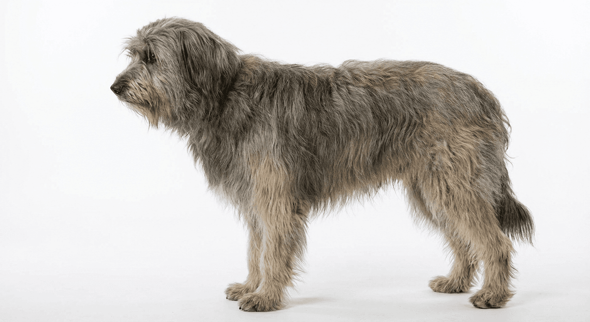 長毛比利牛斯牧羊犬(Long-haired Pyrenean Sheepdog)