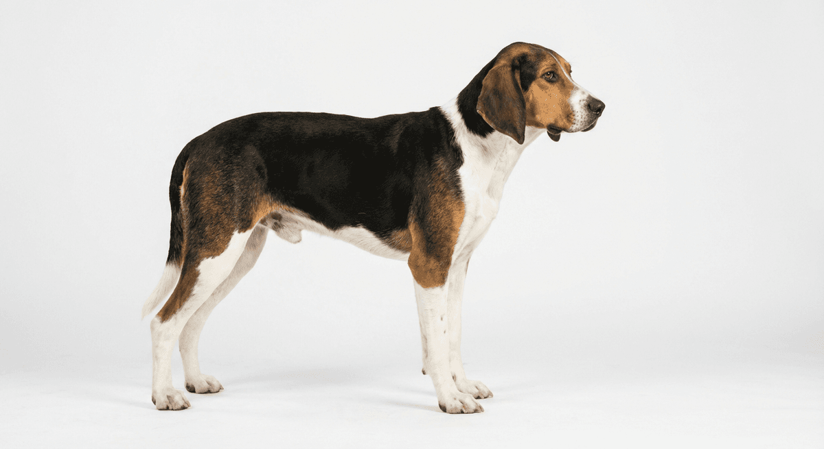 中型英法獵犬(Medium-sized Anglo-french Hound)