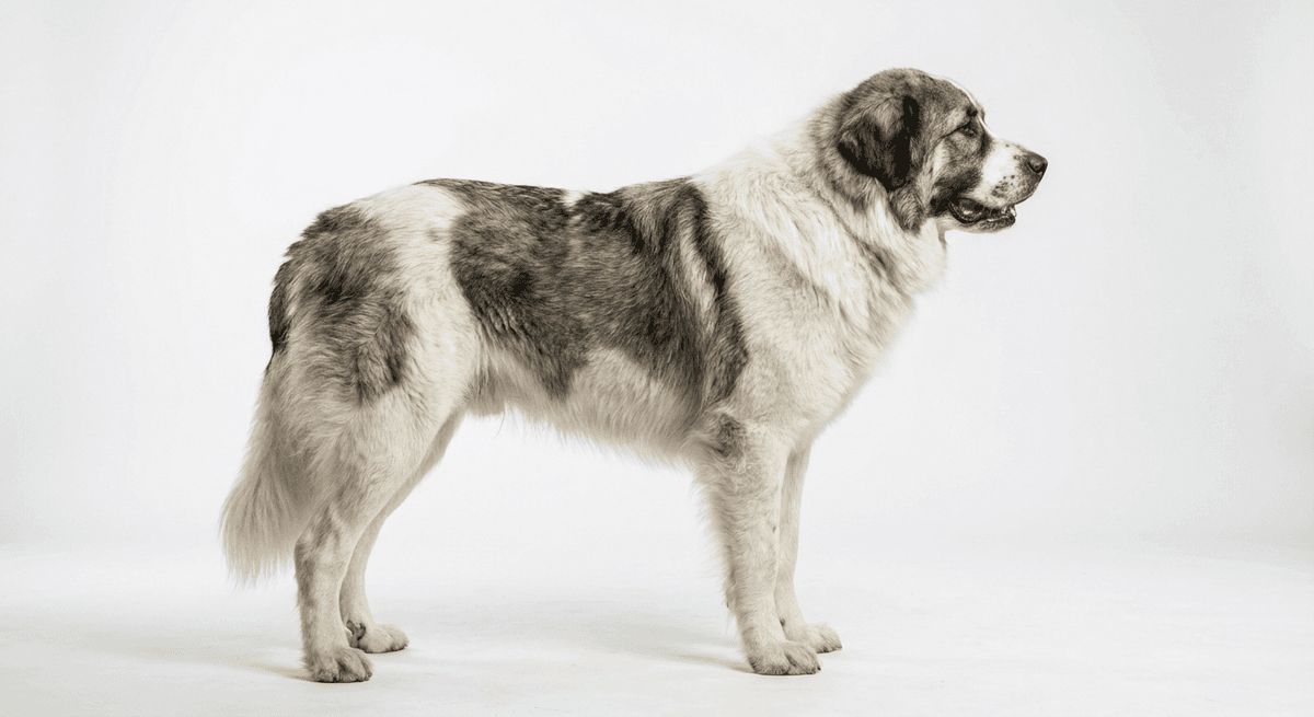羅馬尼亞布科維納牧羊犬(Romanian Bucovina Shepherd)