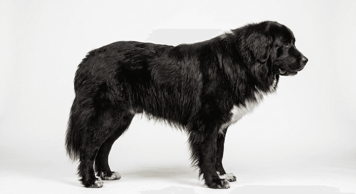 羅馬尼亞烏鴉牧羊犬(Romanian Raven Shepherd Dog)