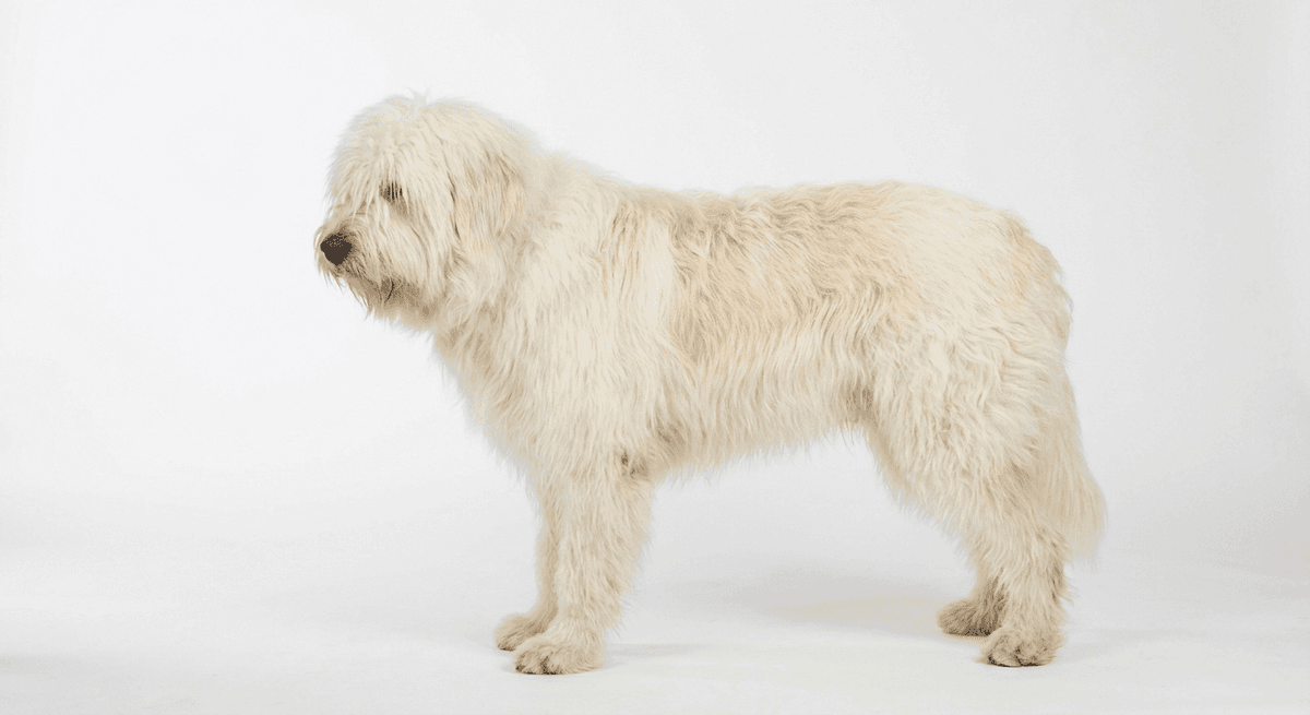 南俄羅斯牧羊犬(South Russian Shepherd Dog)