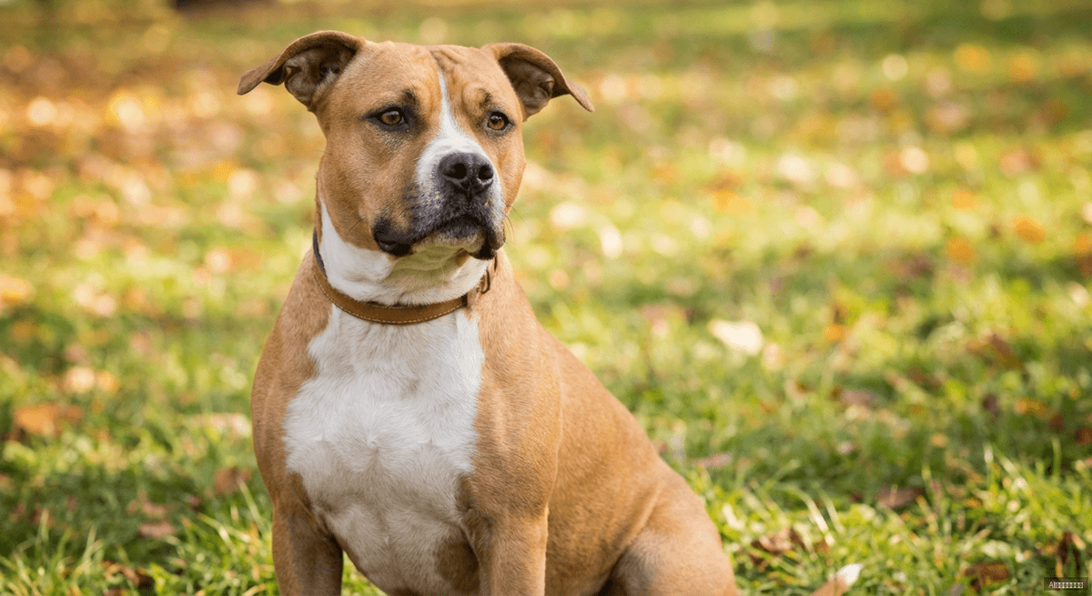 美國史特富郡㹴(American Staffordshire Terrier)
