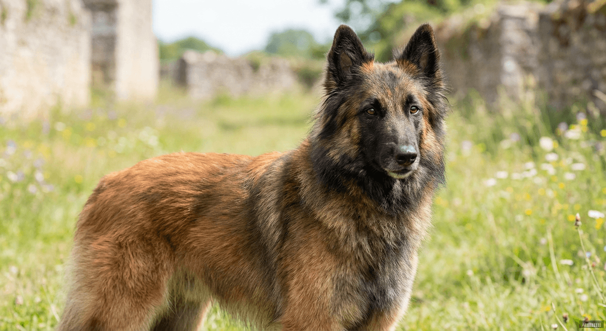 比利時特弗倫犬(Belgian Shepherd Dog)