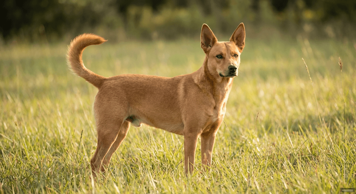 卡羅萊納犬(Carolina Dog)