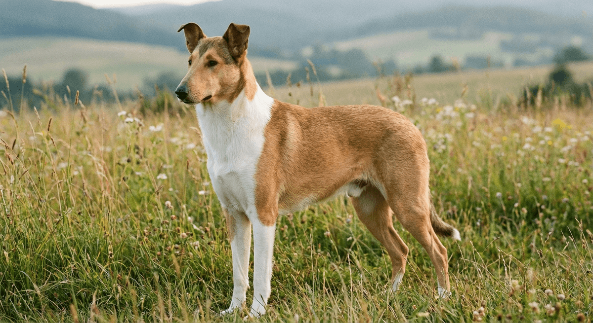 短毛牧羊犬(Collie Smooth)