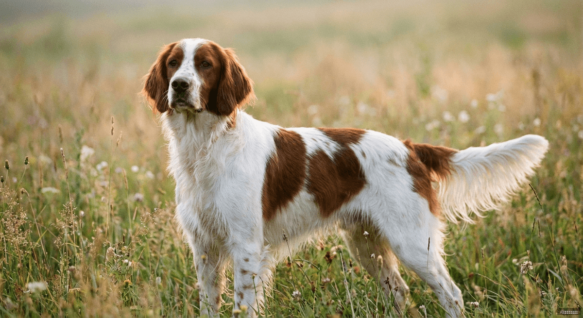愛爾蘭紅白雪達犬(Irish Red and White Setter)