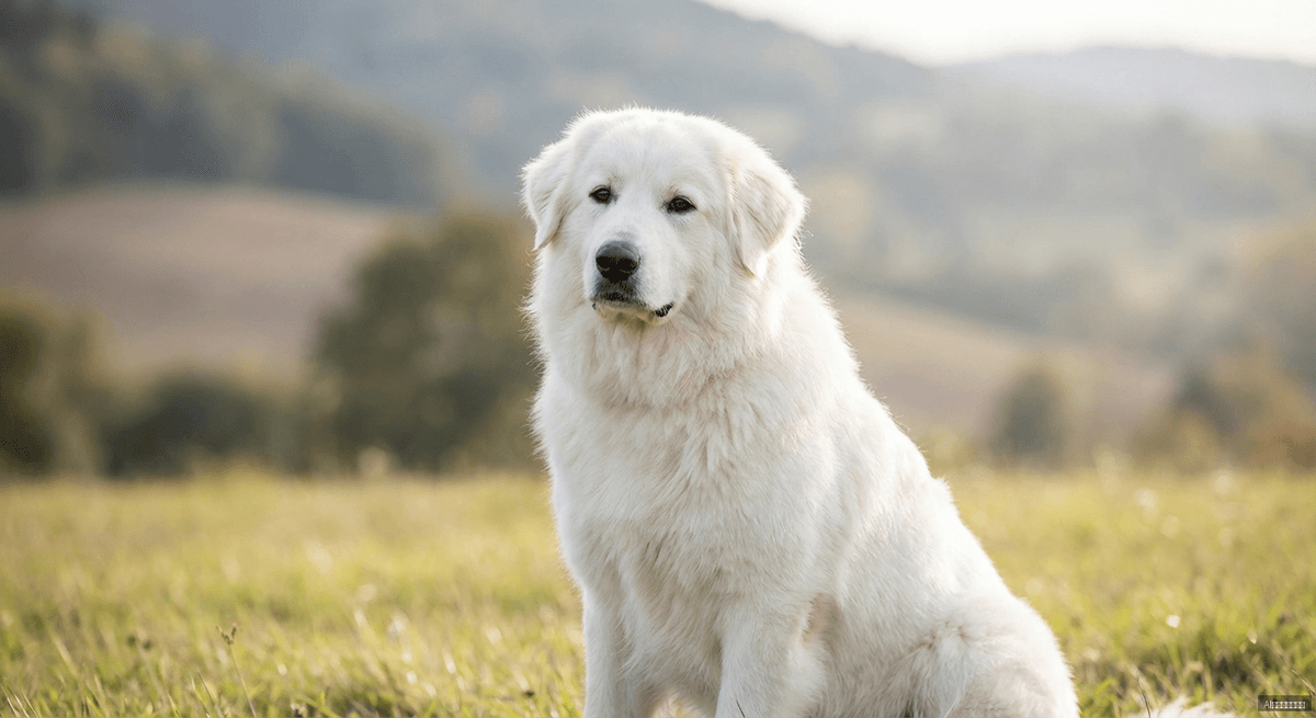 斯洛伐克丘瓦奇犬(Slovakian Chuvach)